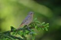 Black Redstart