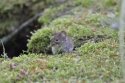 Bank Vole