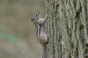 Siberian Chipmunk