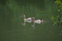 Egyptian Goose