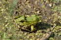 Pool Frog