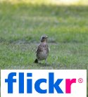 Flickr Gallery