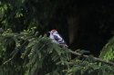 Great Spotted Woodpecker