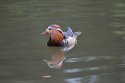 Mandarin Duck