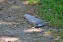 Ring Necked Parakeet