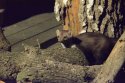 Stone Marten