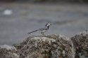 White Wagtail