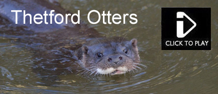 Thetford Otters