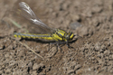 Clubtailed Dragonfly
