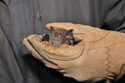 Greater Horshoe Bat