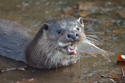 Pic of the Quarter - Otter