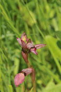 Greater Tongue Orchid