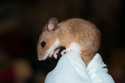 Yellow necked Mouse