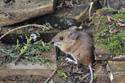 Yellow necked Mouse