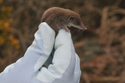 Lesser White Toothed Shrew