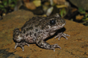 Midwife toad
