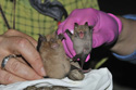 Horseshoe Bats