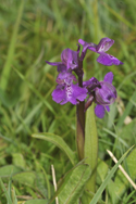 Green Winged orchid