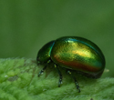 Tansy Beetle