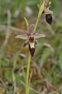 Woodstock x Fly Orchid