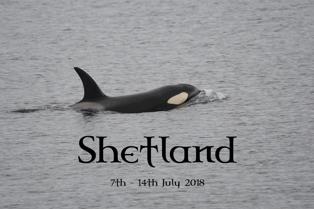 Shetland - July 2018