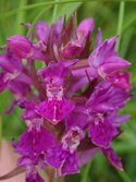 Northern marsh orchid var atrata