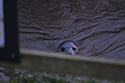 Common Seal