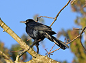 Great Tailed Grackle