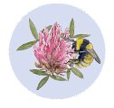 Bumblebee Conservation Trust