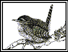 Bishops Stortford Bird Club