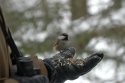 Siberian Tit