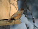 Siberian Jay