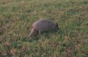 Armadillo