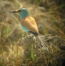 Abyssinian ROller