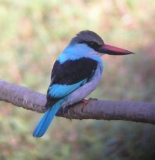 Blue Belled Kingfisher