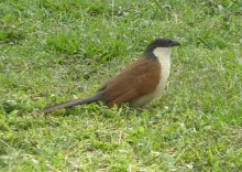 Senegal Coucal