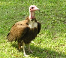 Hooded Vulture