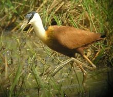 African Jacana