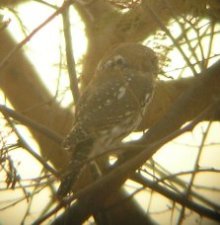Pearl Spotted Owlet