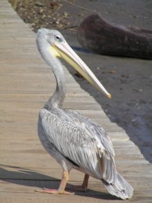 Pinked Backed Pelican