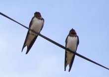 Red Chested Swallow