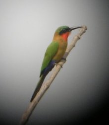 Red Throated Bee -eater