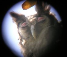 Verraux's Eagle Owl