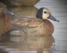 White Faced WHistling Duck