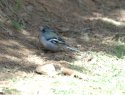 African Chaffinch