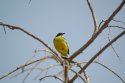 Ashy Headed Wagtail