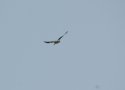 Black Shouldered Kite