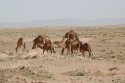 Camels