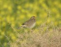 Corn Bunting