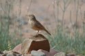 Desert Lark